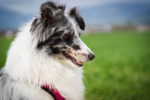 Vacker Svart Och Vit Hund Grön Äng Solig Dag — Stockfoto