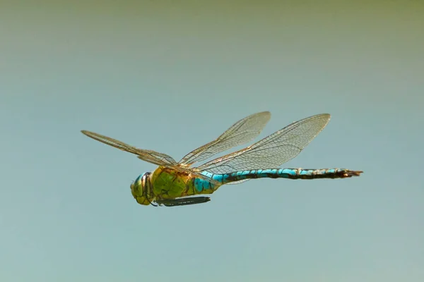 Primo Piano Vista Libellula Che Vola Sfondo Natura Offuscata — Foto Stock