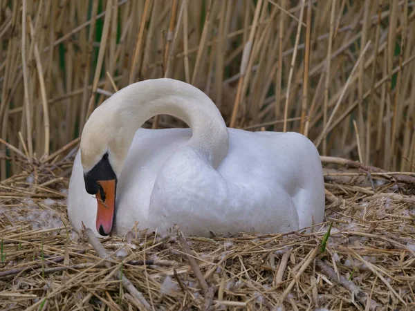 Swan His Nest Brooding Eggs — Stockfoto