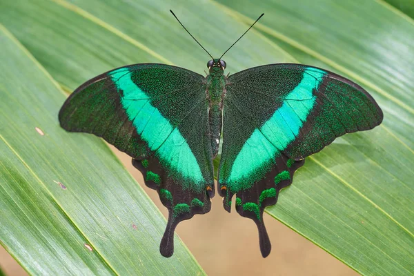 Vista Cercana Bella Mariposa Sobre Flor Vida Silvestre Enfoque Selectivo — Foto de Stock