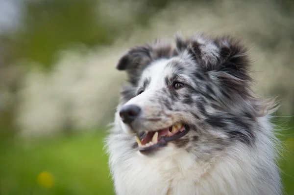 Vacker Svart Och Vit Hund Grön Äng Solig Dag — Stockfoto
