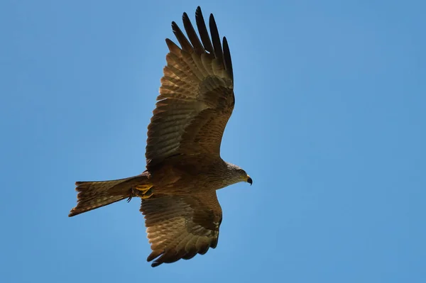 Halcón Águila Vuelo Contra Cielo Azul —  Fotos de Stock