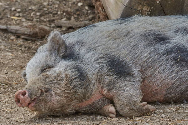 свинья спит в зоопарке, избирательный фокус
