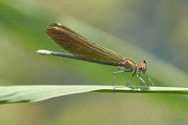 Dragonfly Perched Green Plant Nature — Stock Photo, Image