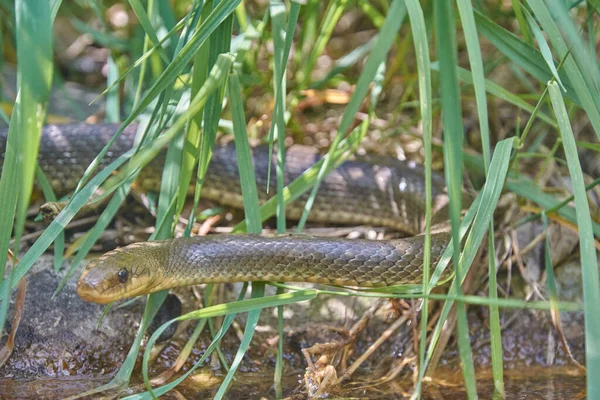 Non Toxique Serpent Dans Herbe — Photo