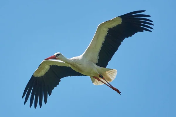 Malerischer Blick Auf Den Storch Selektiver Fokus — Stockfoto