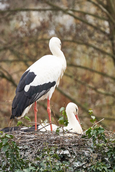 scenic view of storks, selective focus