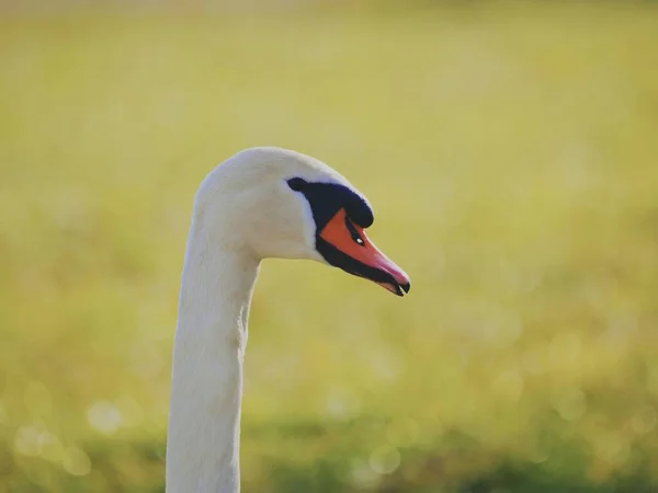 Beautiful White Swan Park — Stock Photo, Image