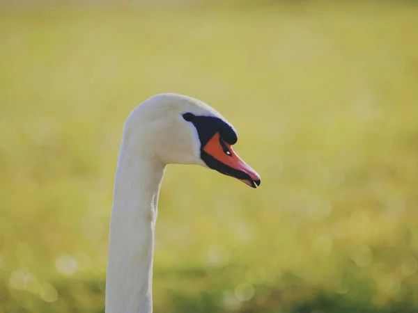 Parkta Güzel Beyaz Kuğu — Stok fotoğraf