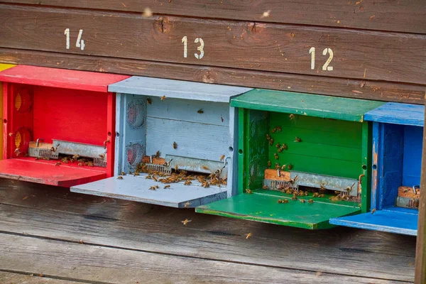 Nahaufnahme Von Bunten Bienenstöcken Aus Holz Mit Bienen — Stockfoto