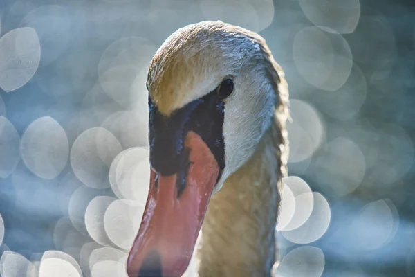 Primo Piano Del Cigno Fuoco Selettivo — Foto Stock