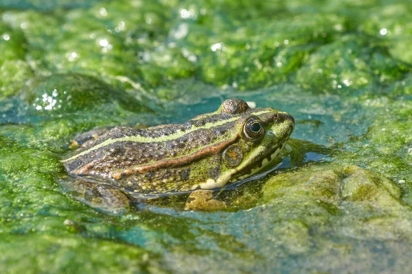 Žába Bazénu Kapkami Vody — Stock fotografie