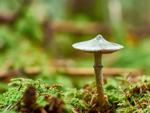 Close View Mushrooms Growing Forest — Stock Photo, Image