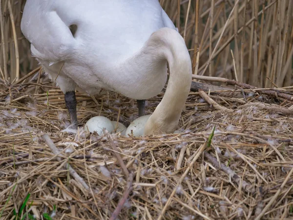 Cygne Dans Son Nid Couvant Des Œufs — Photo