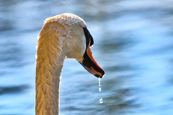 Close Van Zwaan Selectieve Focus — Stockfoto