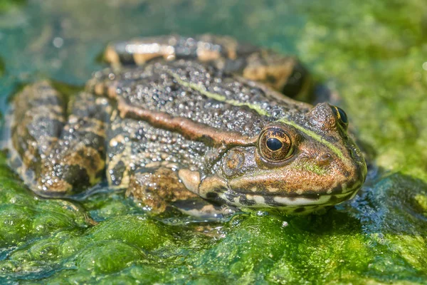 Sapo Uma Piscina Com Gotas Água — Fotografia de Stock