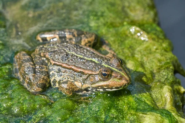 Sapo Uma Piscina Com Gotas Água — Fotografia de Stock