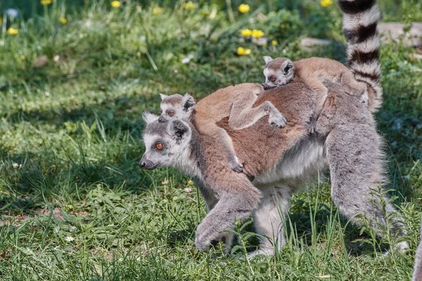 Scenic View Lemurs Selective Focus — Stock Photo, Image