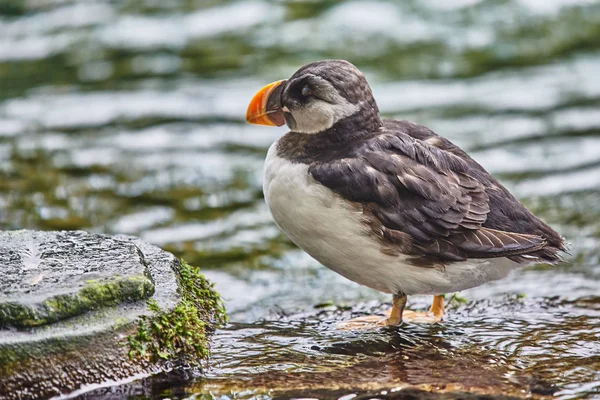 Puffin Selvagem Ilha Vista Close — Fotografia de Stock