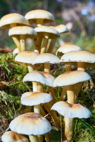 Mushrooms Growing Forest Close — Stock Photo, Image