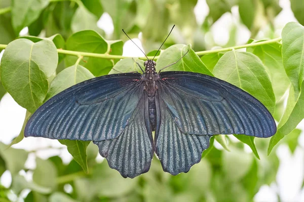 Vahşi yaşamdaki bitki üzerindeki güzel kelebeğin yakın plan görüntüsü, seçici odaklanma