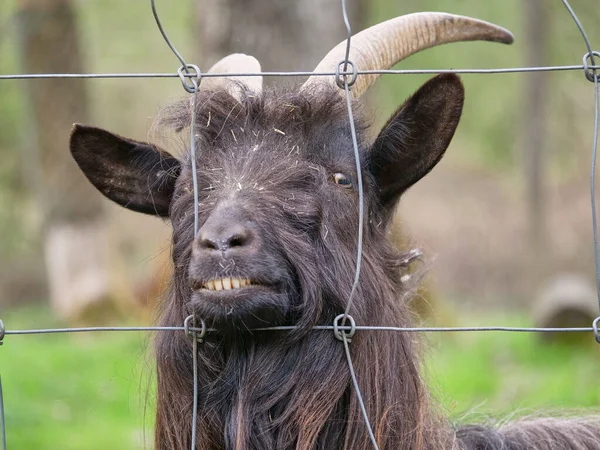 manzaralı keçi manzarası, seçici odaklanma