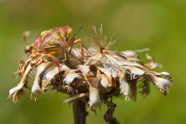 Vahşi yaşamın güzel çiçekleri üzerindeki böceğin yakın plan görüntüsü, seçici odaklanma