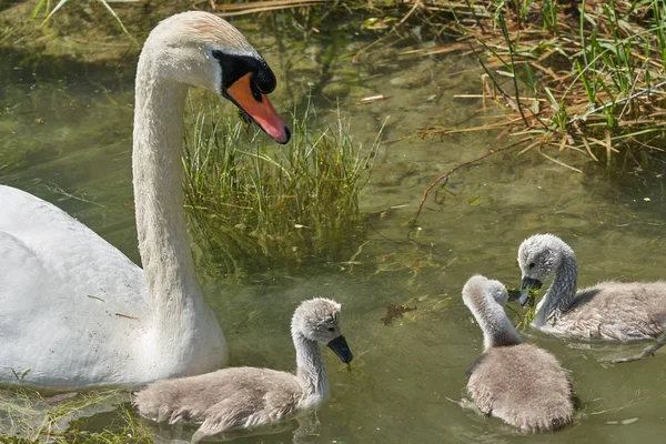 Cygne Avec Des Poussins Dans Lac Foyer Sélectif — Photo