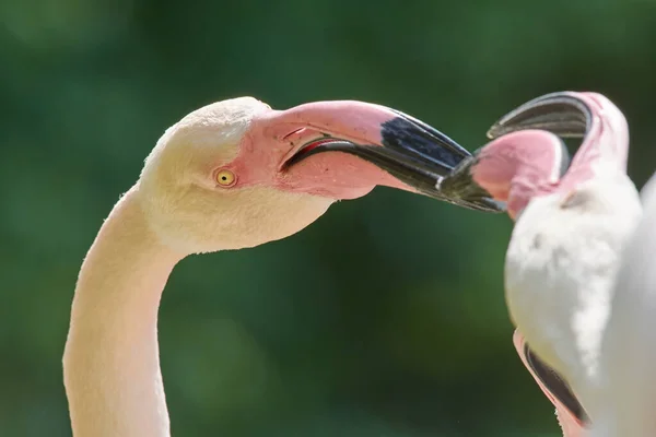 Flamingos Bonitos Fundo Das Árvores Verdes — Fotografia de Stock