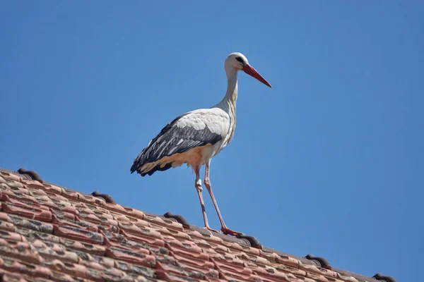 Leyleğin manzarası, seçici odak