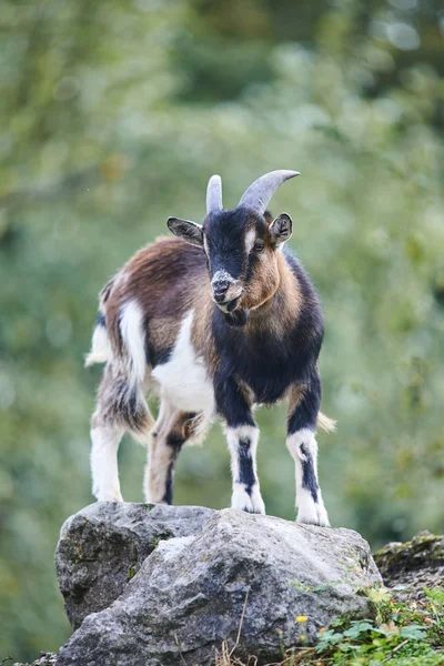 Scenic View Goat Selective Focus — ストック写真