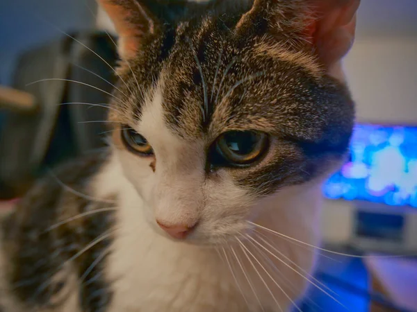 Nahaufnahme Der Niedlichen Katze Mit Großen Augen Haus — Stockfoto