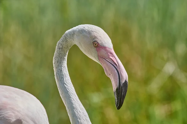 Close View Flamingo Zoo — Stock Photo, Image