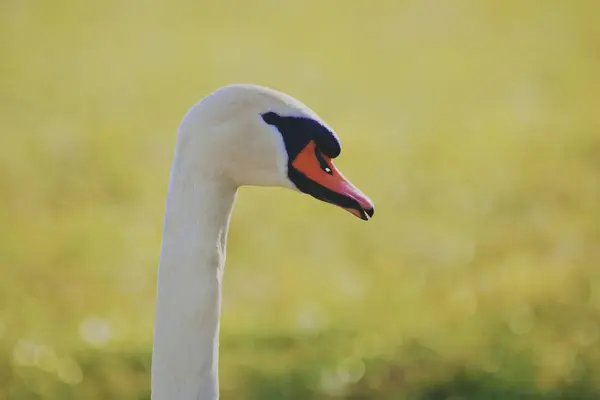 Närbild Svan Selektivt Fokus — Stockfoto