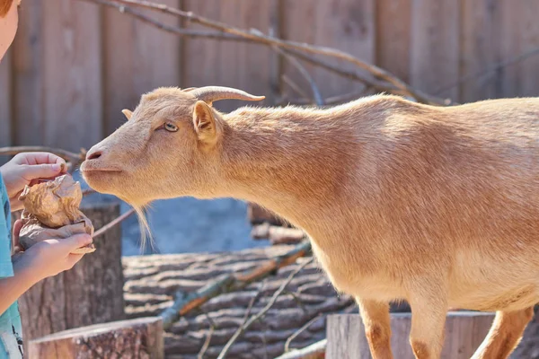 Keçiyi besleyen kişinin kırpılmış görüntüsü