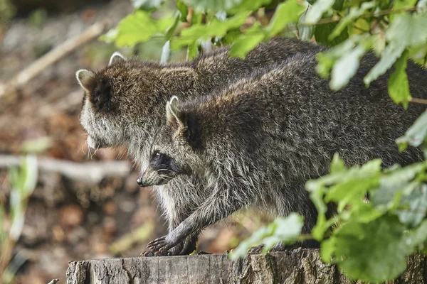 Ormandaki rakunlar, seçici odaklanma
