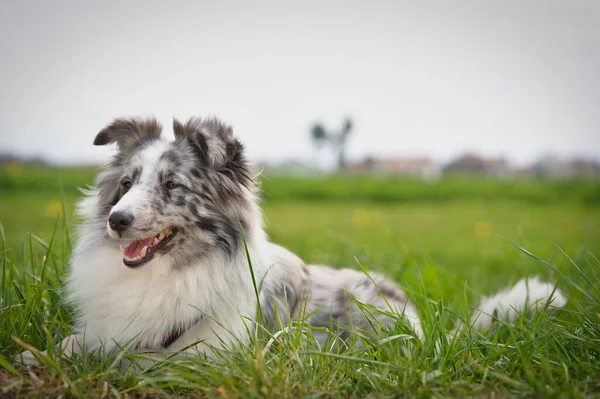 美丽的黑白相间的小狗在阳光普照的草地上 — 图库照片