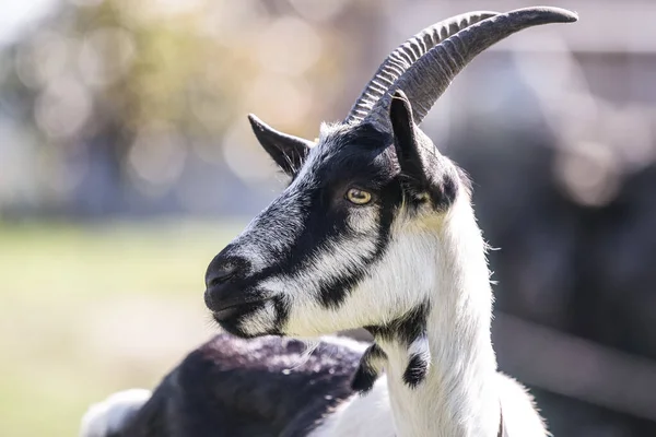 Scenic View Goat Selective Focus — ストック写真