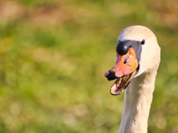 Primo Piano Del Cigno Fuoco Selettivo — Foto Stock