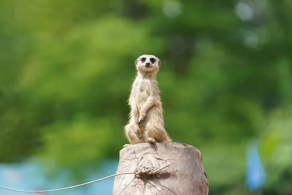 Close View Adorable Brown Meerkat Playing Daytime — Stock Photo, Image