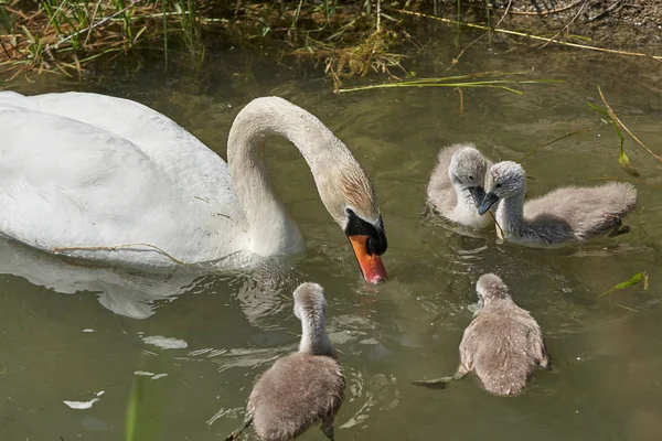 Cygne Avec Des Poussins Dans Lac Foyer Sélectif — Photo