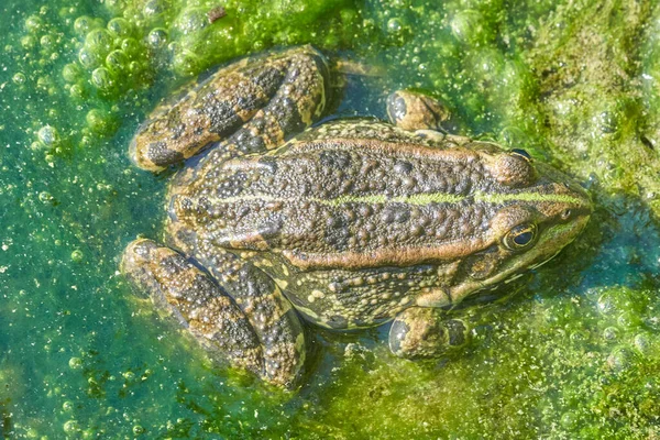 Zblízka Pohled Zelenou Žábu Klidném Rybníku — Stock fotografie