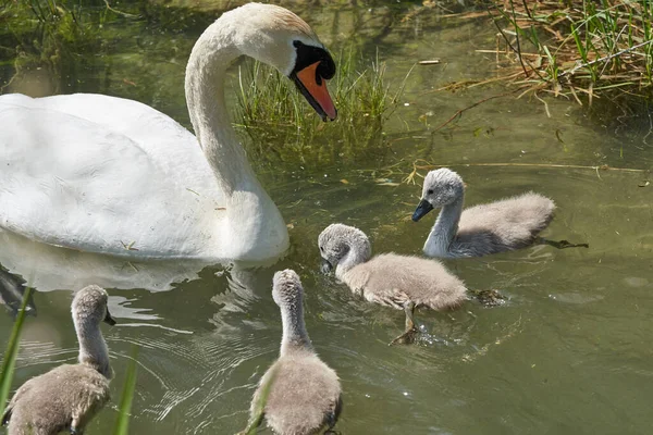 Cygne Avec Des Poussins Dans Lac Foyer Sélectif — Photo