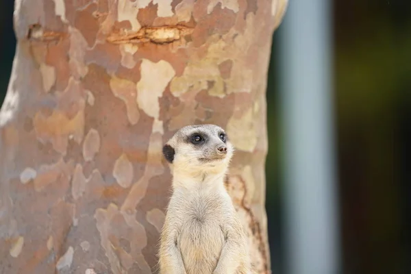 Vista Cercana Adorable Meerkat Marrón Jugando Día —  Fotos de Stock