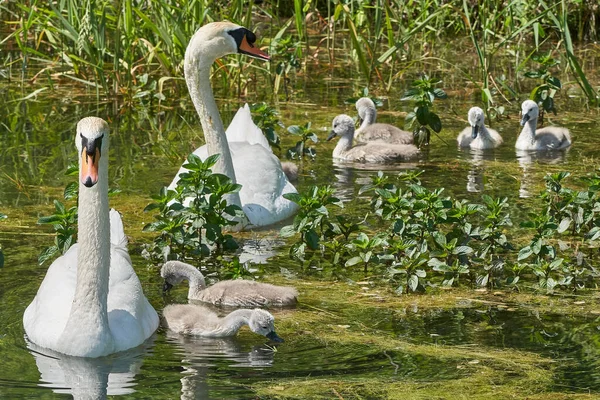 Cisnes Con Polluelos Lago Enfoque Selectivo — Foto de Stock