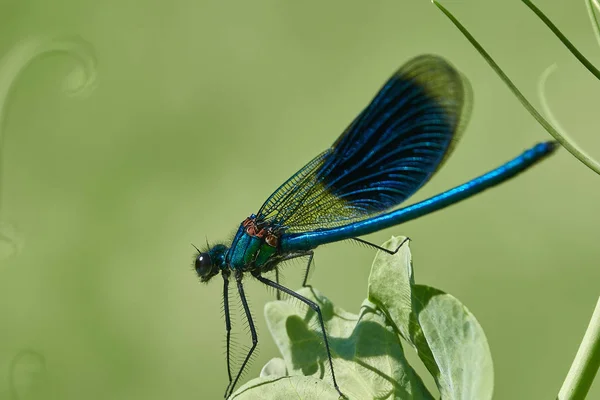 Close Zicht Van Libelle Bloem — Stockfoto