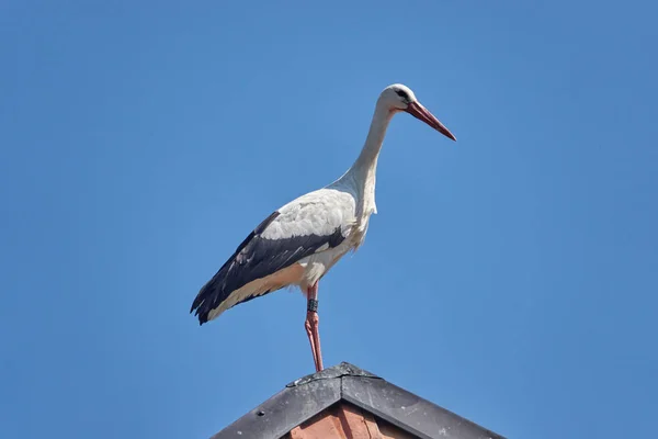 Scenic View Stork Selective Focus — Stock Photo, Image