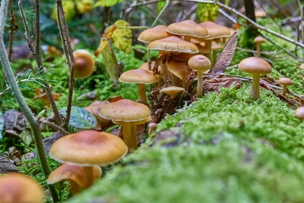 Ormanda büyüyen mantarlar.