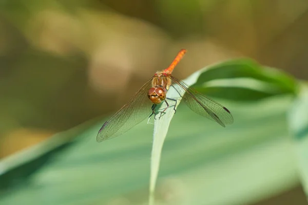 Vážky Sedící Zelené Rostlině Přírodě — Stock fotografie