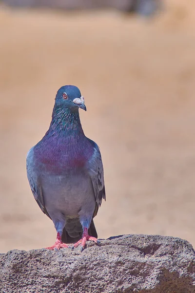 Güzel Güvercinin Yakın Çekim Görüntüsü — Stok fotoğraf